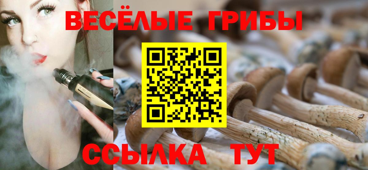 Псилоцибиновые грибы Psilocybe Абинск